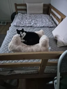 Click to view full screen "Snuggle Haven: Plush Cat & Small Dog Sofa Bed for Ultimate Winter Comfort" photo review