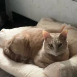 "Snuggle Haven: Plush Cat & Small Dog Sofa Bed for Ultimate Winter Comfort" photo review