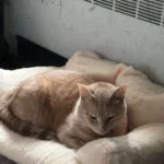 "Snuggle Haven: Plush Cat & Small Dog Sofa Bed for Ultimate Winter Comfort" photo review
