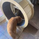 VEVOR Cat Exercise Wheel Natural Wood Silent Running Toy Treadmill Roller Wheel with Detachable Carpet for Most Cats Pet Fitness photo review