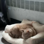 "Snuggle Haven: Plush Cat & Small Dog Sofa Bed for Ultimate Winter Comfort" photo review