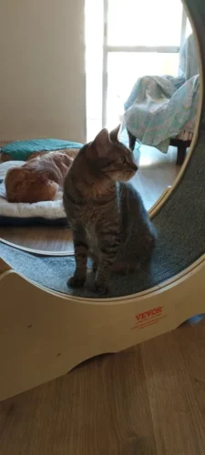 Click to view full screen VEVOR Cat Exercise Wheel Natural Wood Silent Running Toy Treadmill Roller Wheel with Detachable Carpet for Most Cats Pet Fitness photo review