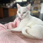 "Snuggle Haven: Plush Cat & Small Dog Sofa Bed for Ultimate Winter Comfort" photo review