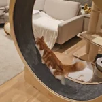 VEVOR Cat Exercise Wheel Natural Wood Silent Running Toy Treadmill Roller Wheel with Detachable Carpet for Most Cats Pet Fitness photo review
