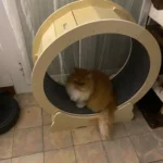 VEVOR Cat Exercise Wheel Natural Wood Silent Running Toy Treadmill Roller Wheel with Detachable Carpet for Most Cats Pet Fitness photo review