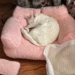 "Snuggle Haven: Plush Cat & Small Dog Sofa Bed for Ultimate Winter Comfort" photo review
