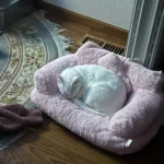 "Snuggle Haven: Plush Cat & Small Dog Sofa Bed for Ultimate Winter Comfort" photo review