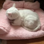 "Snuggle Haven: Plush Cat & Small Dog Sofa Bed for Ultimate Winter Comfort" photo review