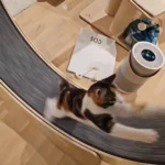 VEVOR Cat Exercise Wheel Natural Wood Silent Running Toy Treadmill Roller Wheel with Detachable Carpet for Most Cats Pet Fitness photo review