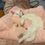 "Snuggle Haven: Plush Cat & Small Dog Sofa Bed for Ultimate Winter Comfort" photo review