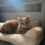 "Snuggle Haven: Plush Cat & Small Dog Sofa Bed for Ultimate Winter Comfort" photo review