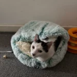 Purr-fect Plush Cat Nest – Self-Heating Semi-Enclosed Bed Gray/Brown/Pink/Green 40cm/50cm photo review