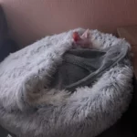 Purr-fect Plush Cat Nest – Self-Heating Semi-Enclosed Bed Gray/Brown/Pink/Green 40cm/50cm photo review