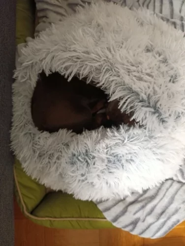 Purr-fect Plush Cat Nest – Self-Heating Semi-Enclosed Bed Gray/Brown/Pink/Green 40cm/50cm photo review