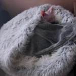 Purr-fect Plush Cat Nest – Self-Heating Semi-Enclosed Bed Gray/Brown/Pink/Green 40cm/50cm photo review